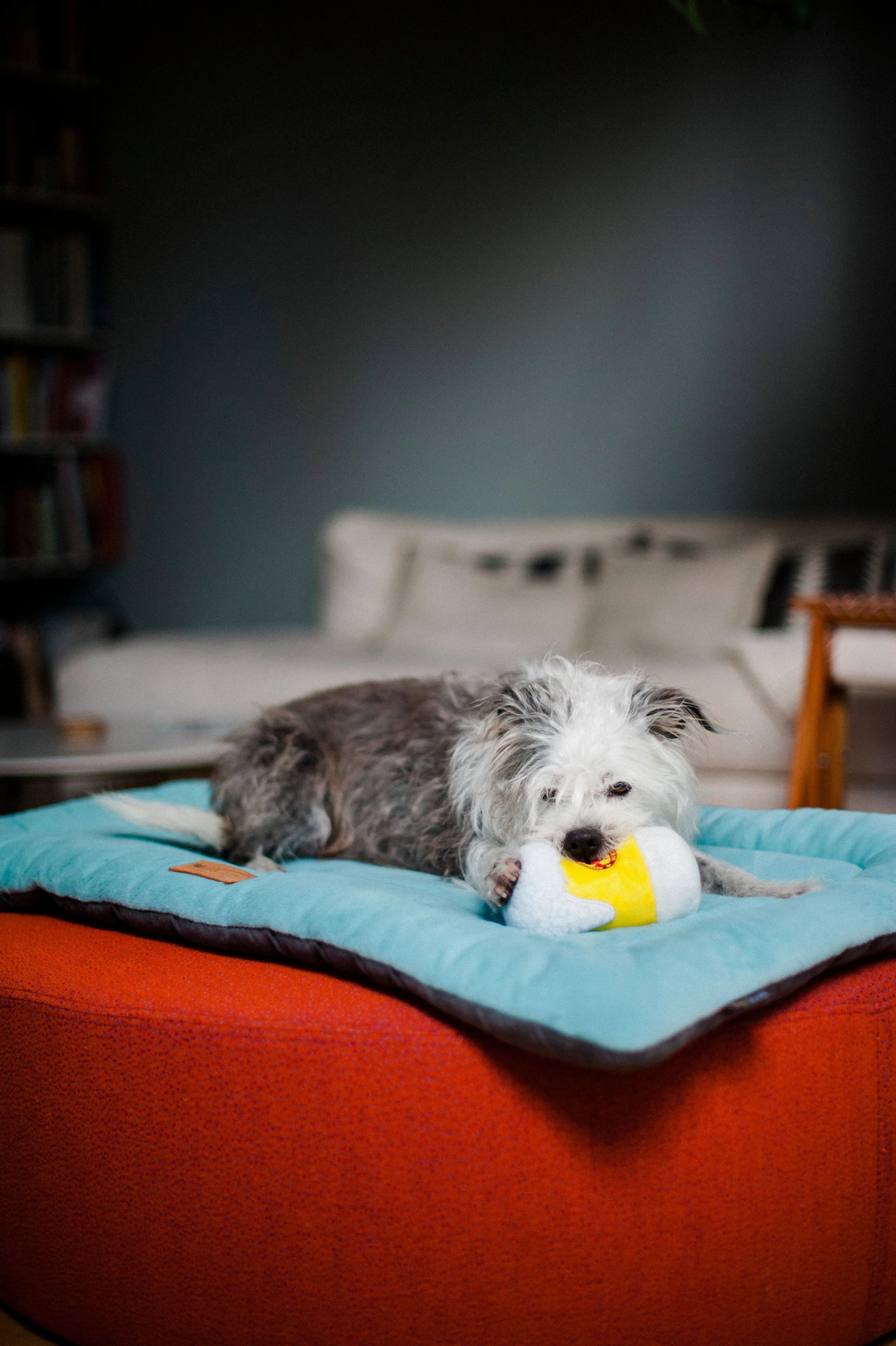 Chill Pad for Dogs and Cats: Aqua