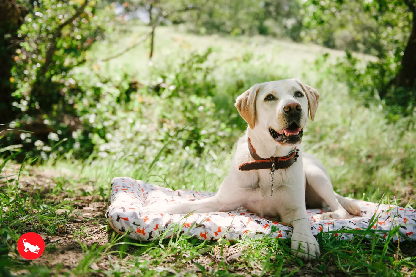 Outdoor Chill Pad for Dogs and Cats