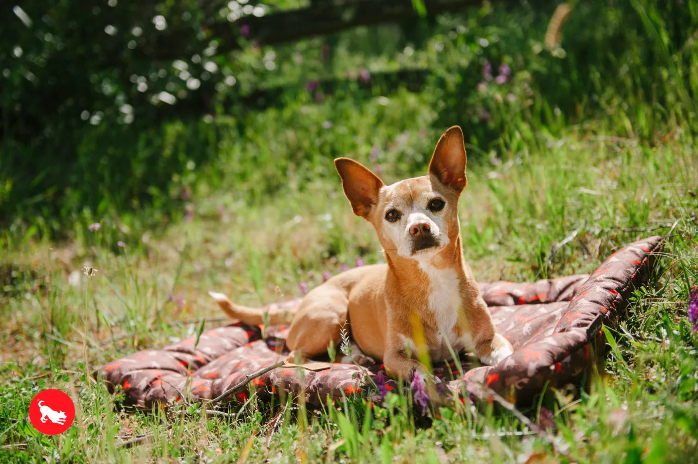 Outdoor Chill Pad for Dogs and Cats