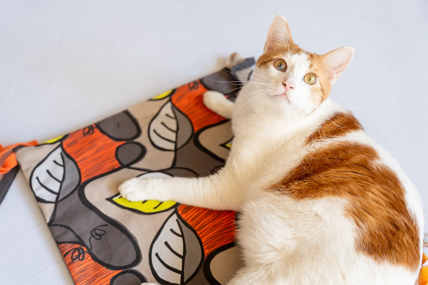 P.L.A.Y. Purrfect Playtime Cat Mat